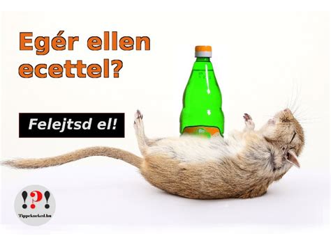 ecet egér ellen